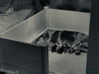 Australian Shepherd honden Prachtige pups Australian shepherd X - Advertentie 2