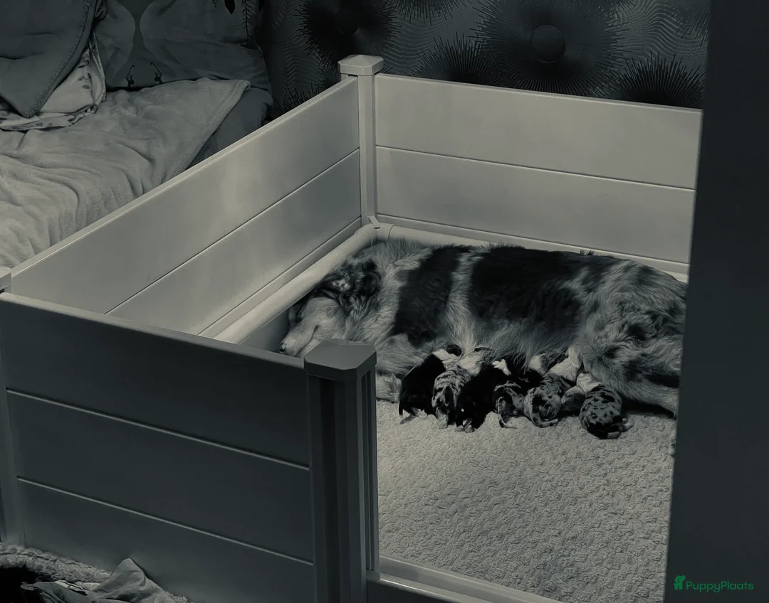 Australian Shepherd honden te koop: Prachtige pups Australian shepherd X  - Advertentie 1