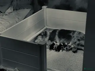 Australian Shepherd honden Prachtige pups Australian shepherd X - Advertentie 2