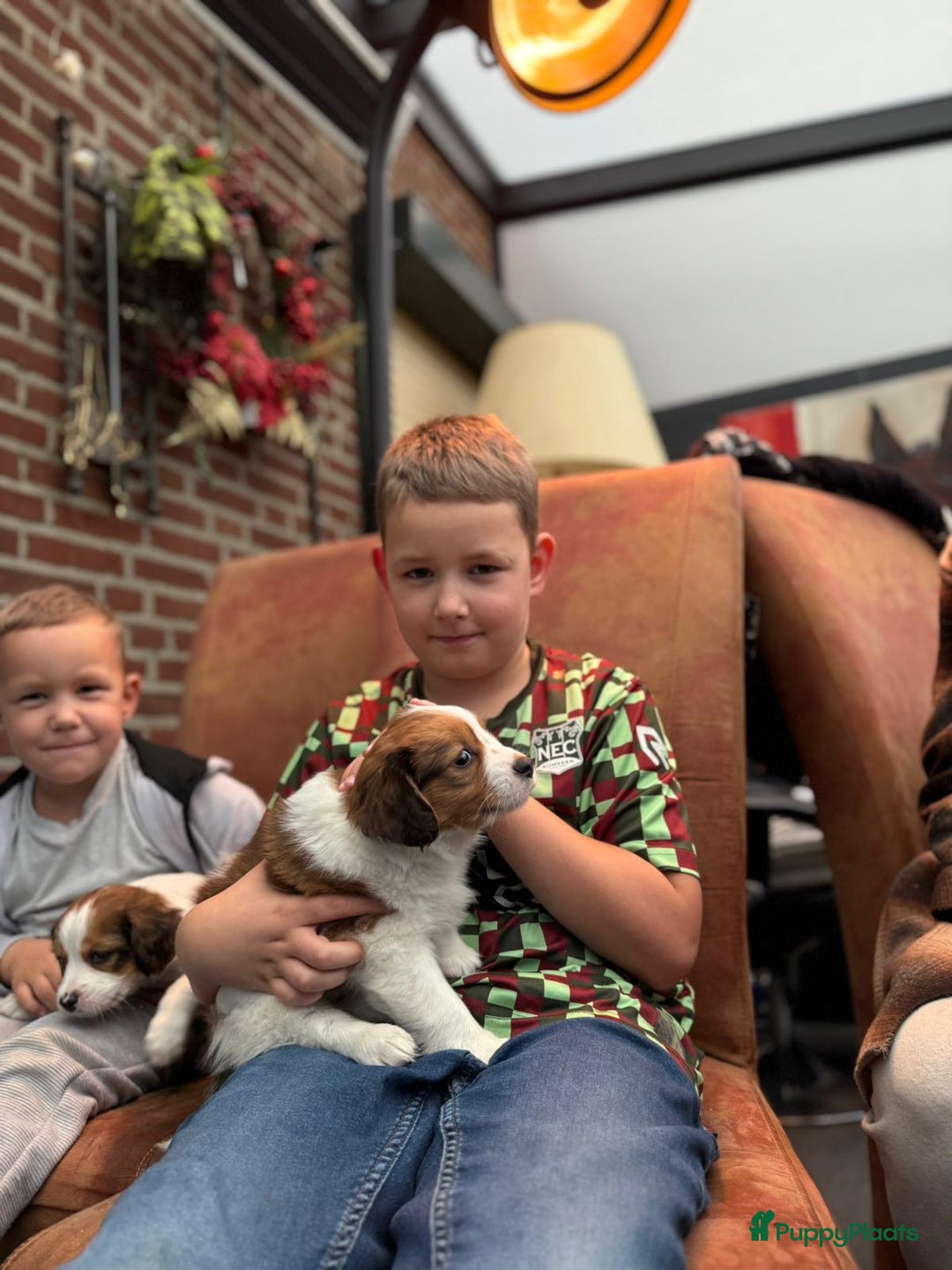 Kooikerhondje honden te koop: Schitterende kooikerhondje pups  - Advertentie 24