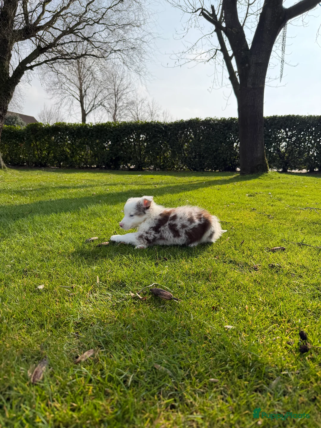 Kruising honden te koop: Australian Shepherd x Border Collie pups - Advertentie 29