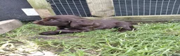 Duitse Staande Hond Langhaar honden te koop: Duitse Staande Langhaar 2 reutjes beschikbaar  - Advertentie 5
