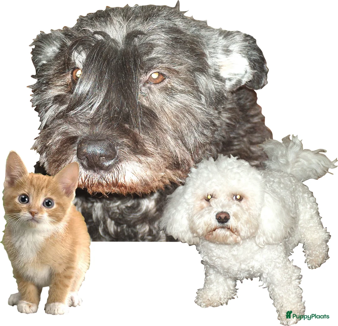 Galerij afbeelding {{count}}