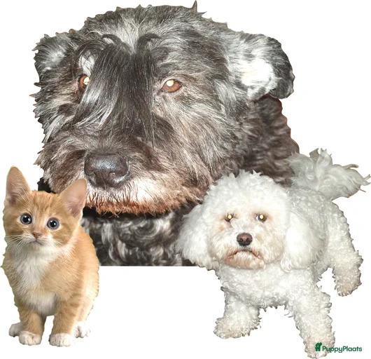 Galerij afbeelding {{count}}