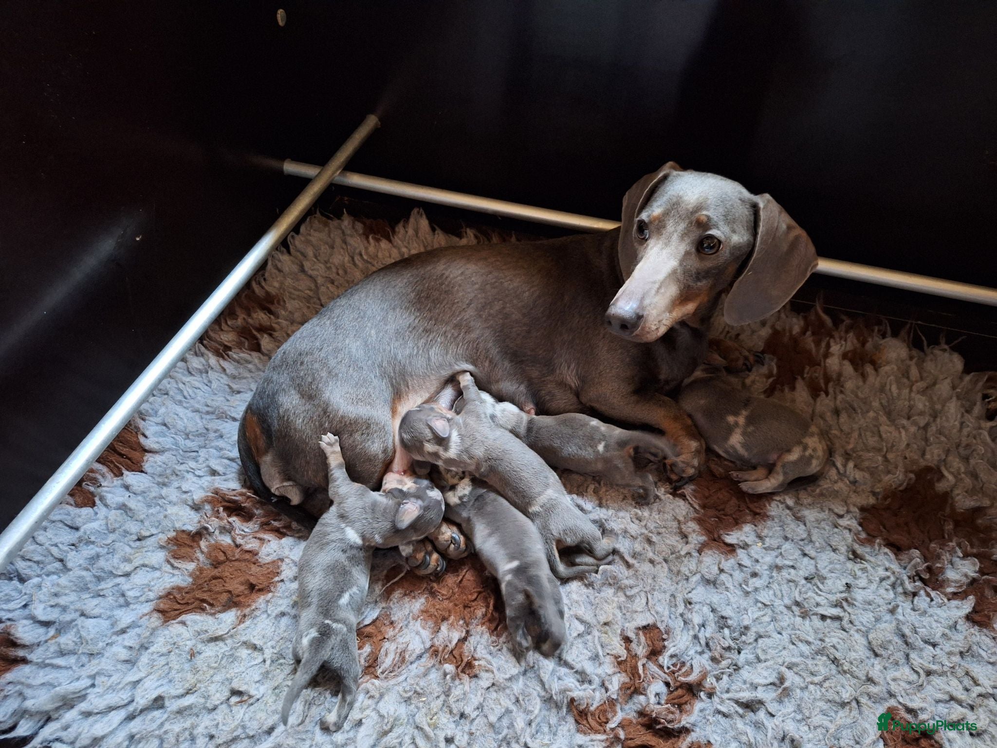 Teckel (korthaar)  honden mooie pups te koop. aparte kleuren dwerg teckel - Advertentie 1