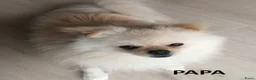 Pomeriaan honden te koop: Prachtige pomeriaan pups - Advertentie 11