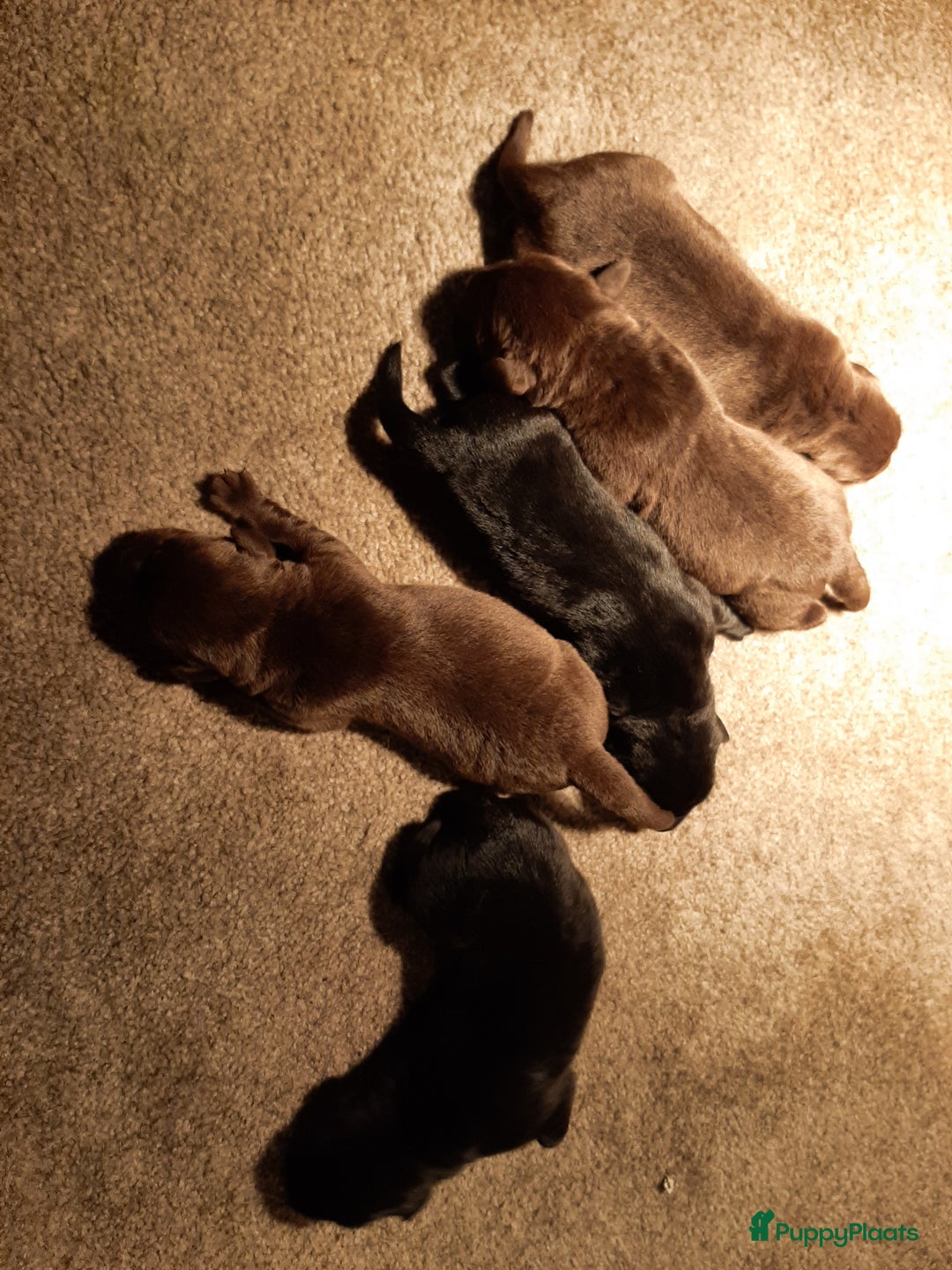 Labrador Retriever honden te koop: Labrador Retriever pups met stamboom - Advertentie 17