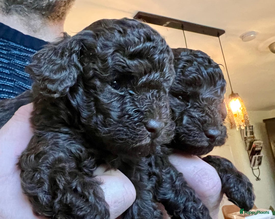 Poedel Toy honden te koop: Schitterende choco toypoedel pups uit merle moeder - Advertentie 15