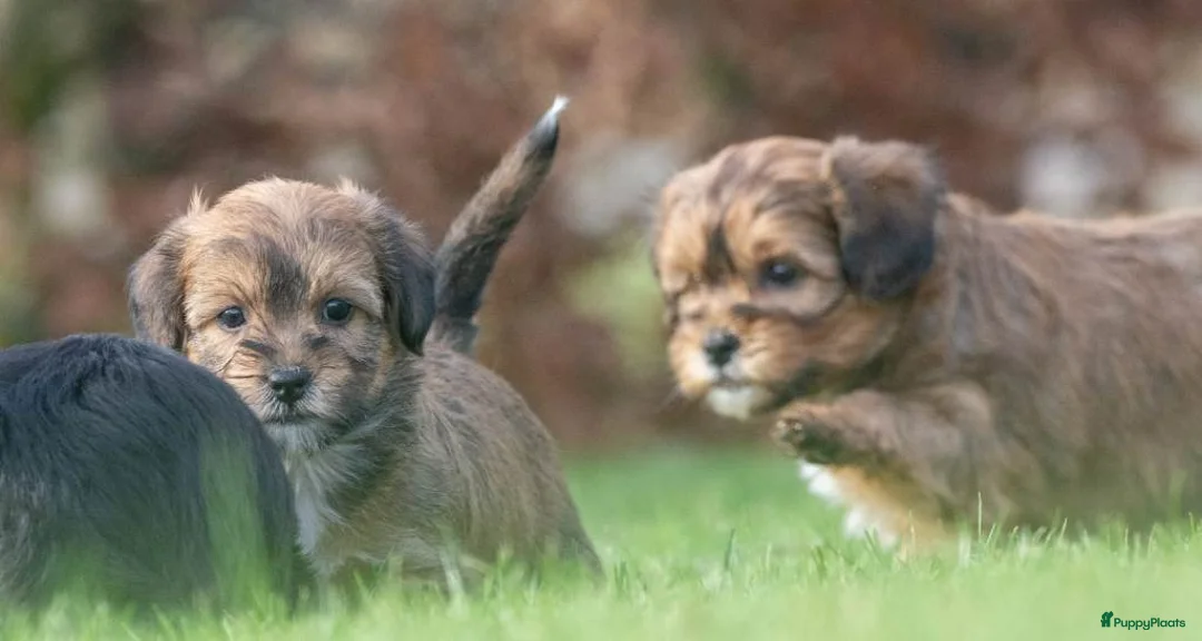 Shihpoo honden te koop: mooie kleinblijvende shihpoo doodle mini  - Advertentie 9