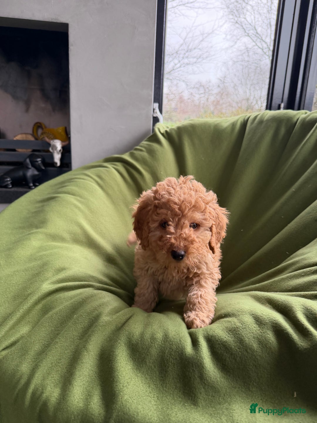 Labradoodle honden te koop: Mini Doodle (Dwergpoedel x Labradoodle) pups - Advertentie 13