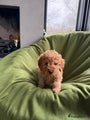 Labradoodle Puppy 3