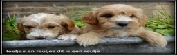 Maltipoo honden te koop: Maltipoo F1b pups - Advertentie 5