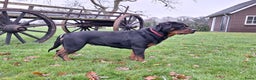 Rottweiler honden te koop: Prachtige Rottweiler pups met STAMBOOM en GARANTIE - Advertentie 16