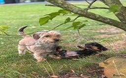 Ruwhaar Teckel honden te koop: 1 Leuke teckelpup black and tan ( TEEFJE )te koop  - Afbeelding 6