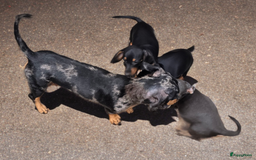 Teckel (korthaar)  honden te koop: Teckel pups mogen verhuizen - Afbeelding 9