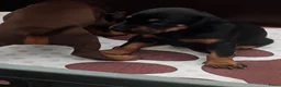 Dobermann honden te koop: 3 Dobermann pups  zoeken  een goud mandje  - Advertentie 32