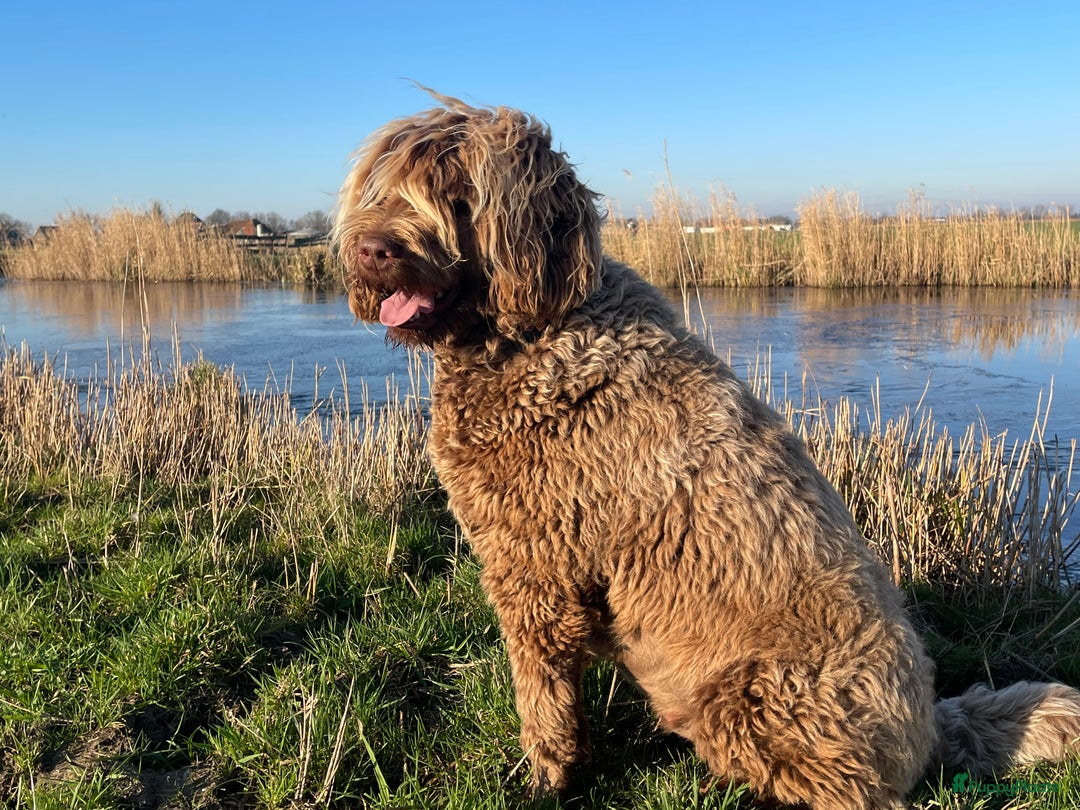 Labradoodle honden te koop: Labradoodle pups met Australian bloed - Advertentie 9