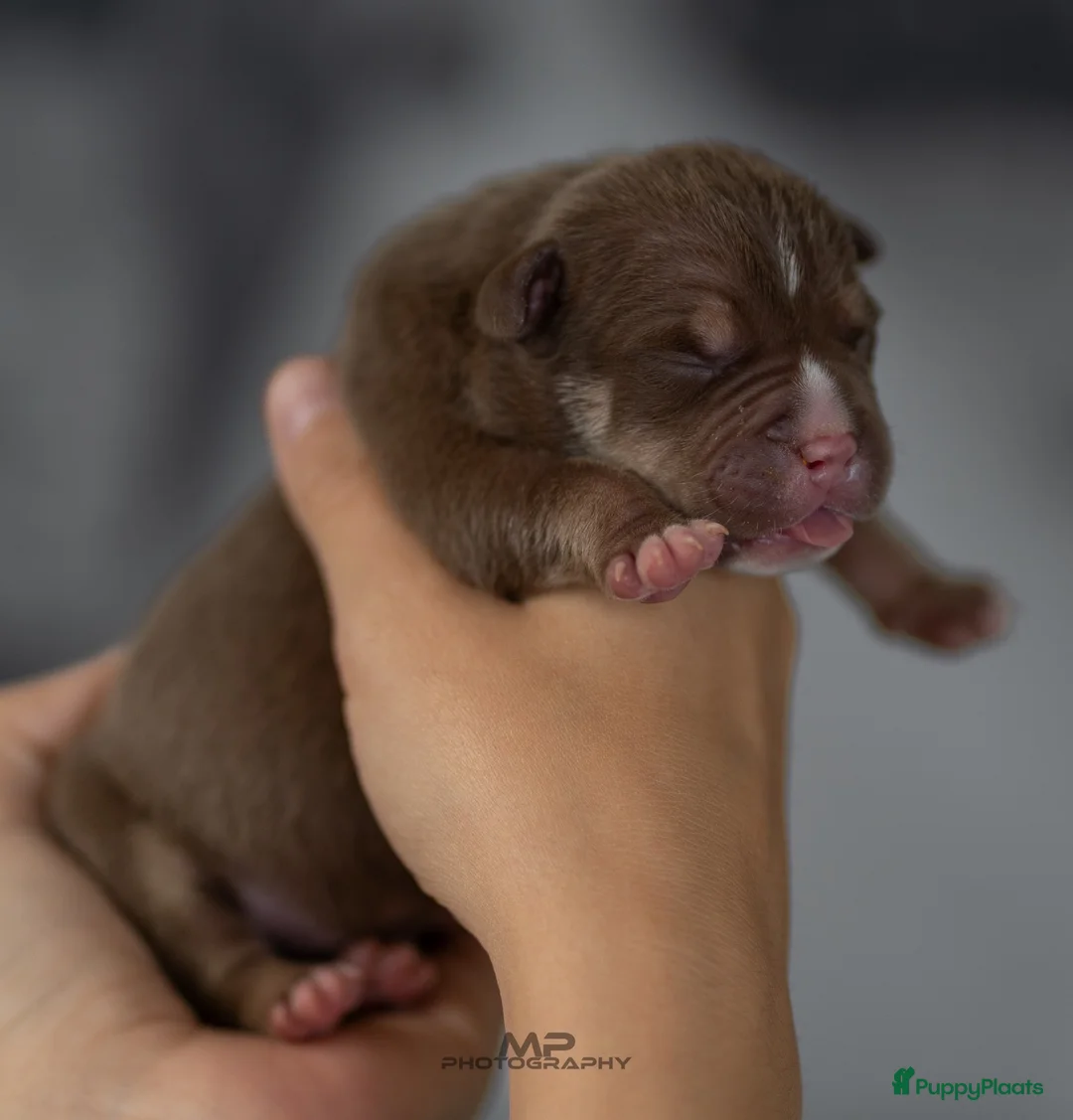 Amerikaanse Bully honden ter dekking: American Bully pocket dekreu  - Advertentie 15