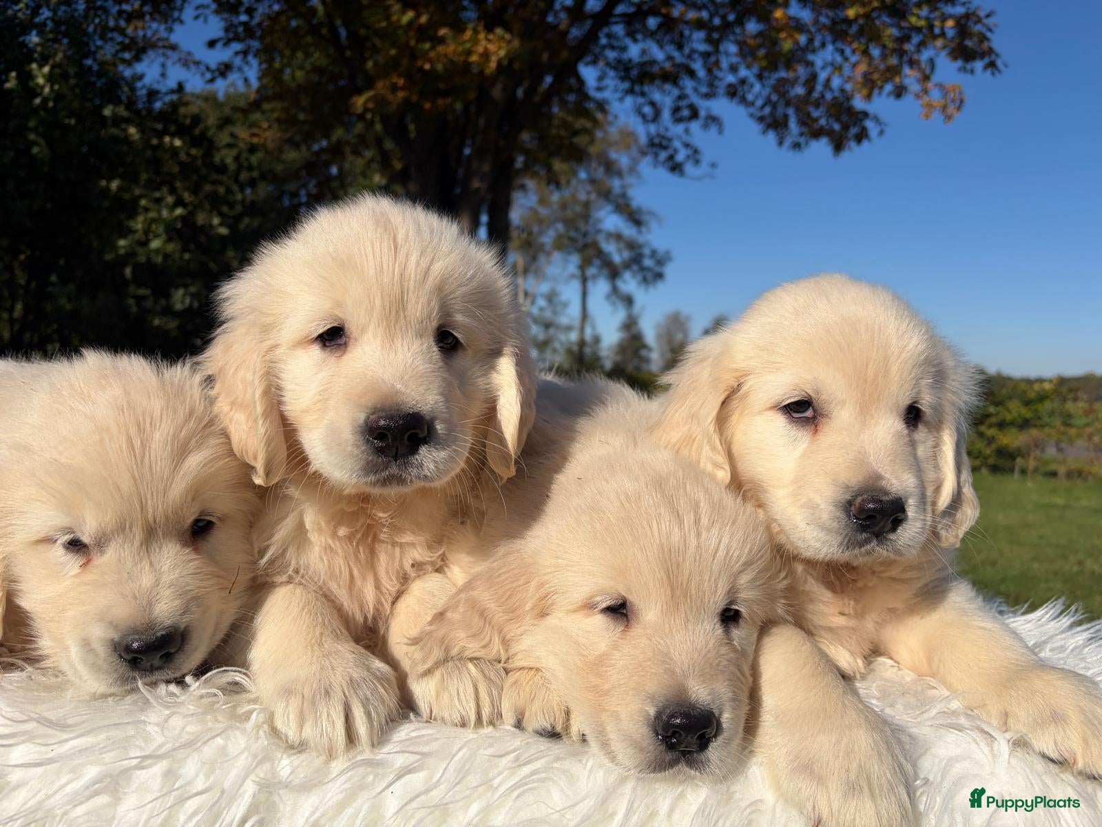 Golden Retriever honden te koop: Prachtig nestje Golden Retrievers aangeboden - Advertentie 2