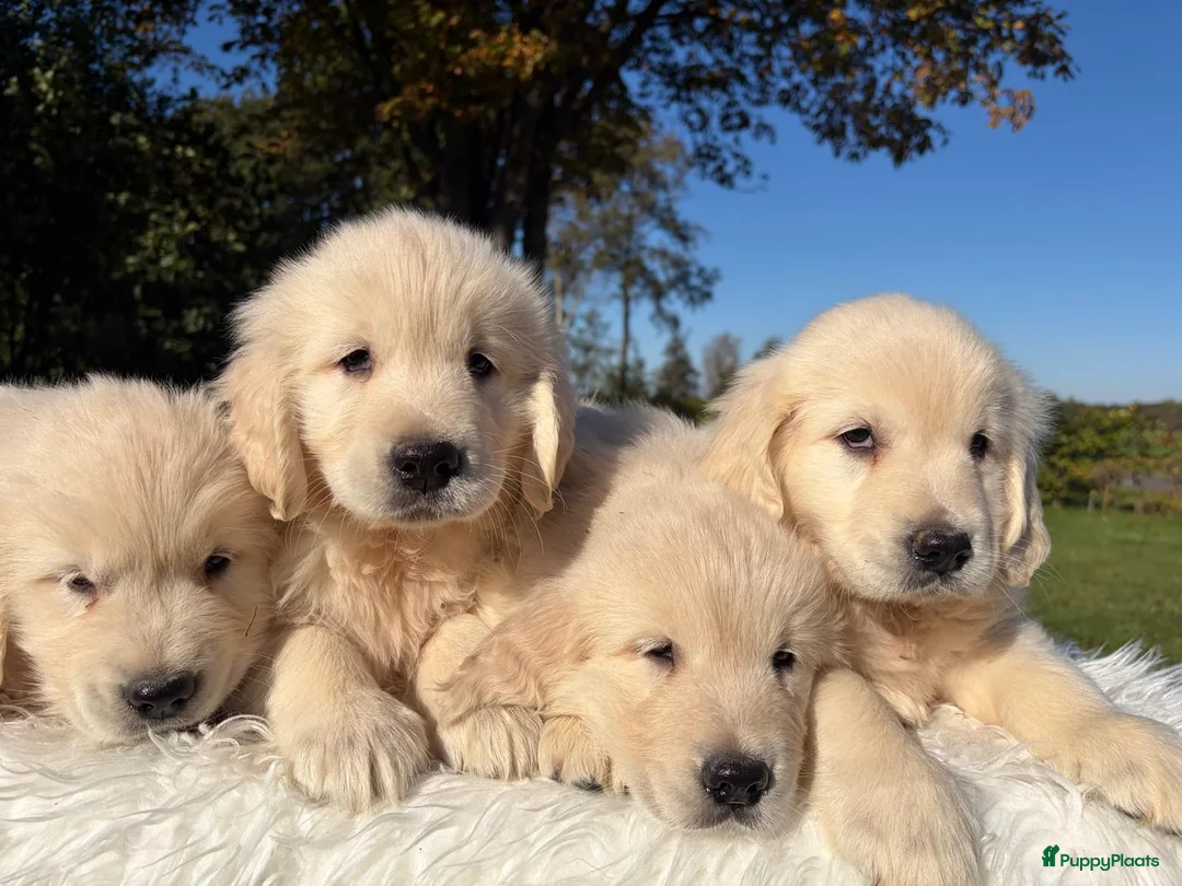 Golden Retriever honden te koop: Prachtig nestje Golden Retrievers aangeboden - Advertentie 1