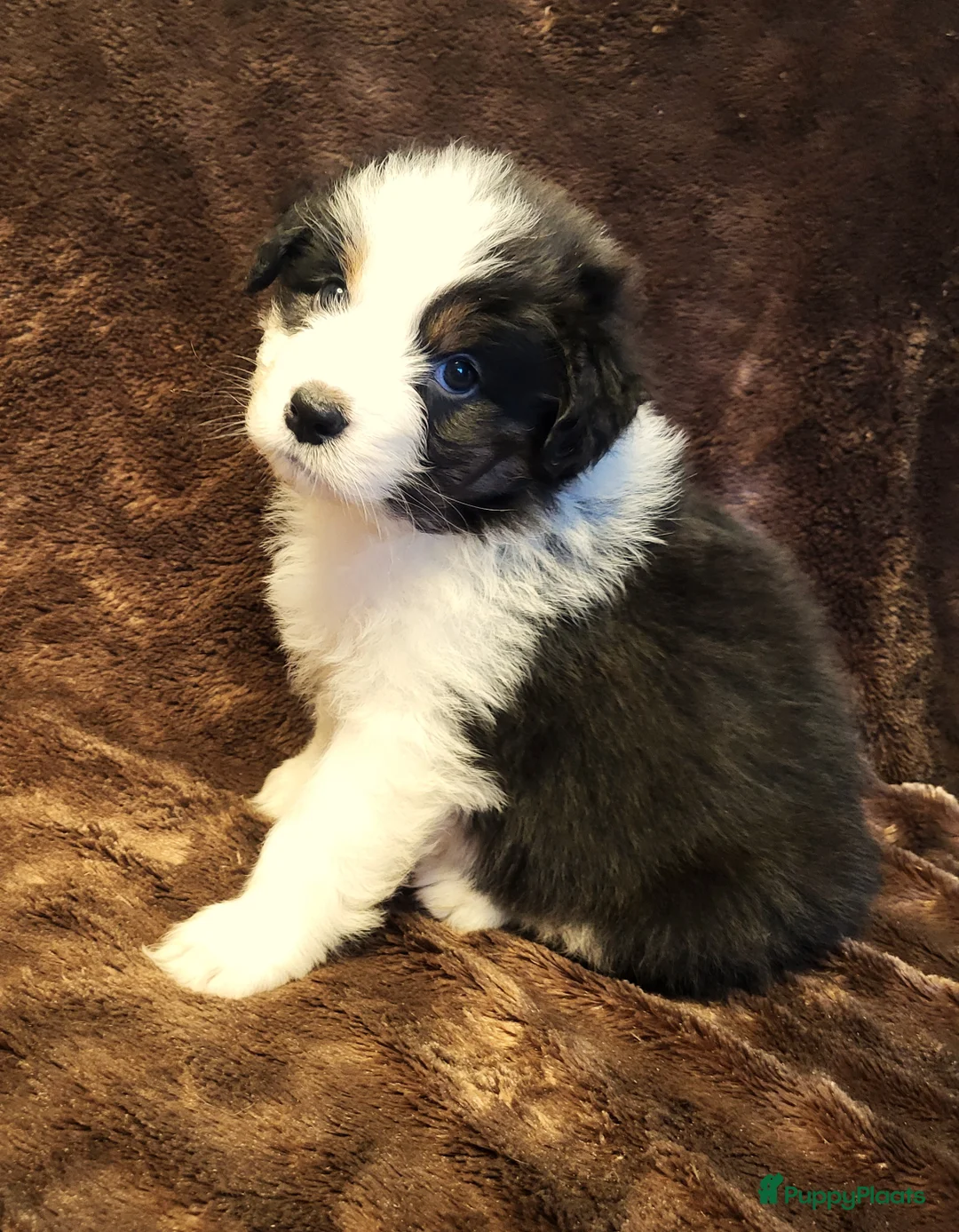 Australian Shepherd honden te koop: Australian Shepherd ouders FCI Stamboom - Advertentie 7