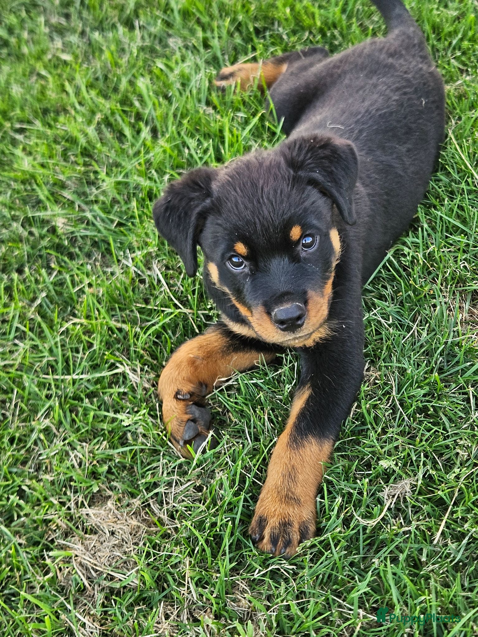 Rottweiler honden Nog 1 super lieve rottweiler reutjes - Advertentie 1