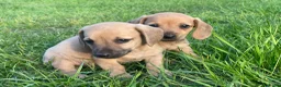 Kruising honden te koop: Kortharige teckels met vleugje chihuahua  - Advertentie 7