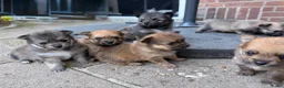 Pomchi honden te koop: Pomchi puppy’s chihuahua x pomeriaan  - Advertentie 5