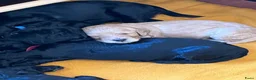 Labradoodle honden te koop: Medium labradoodel in Kwintsheul - Advertentie 15