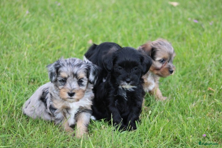 Kruising honden Boompoo pups - Advertentie 3