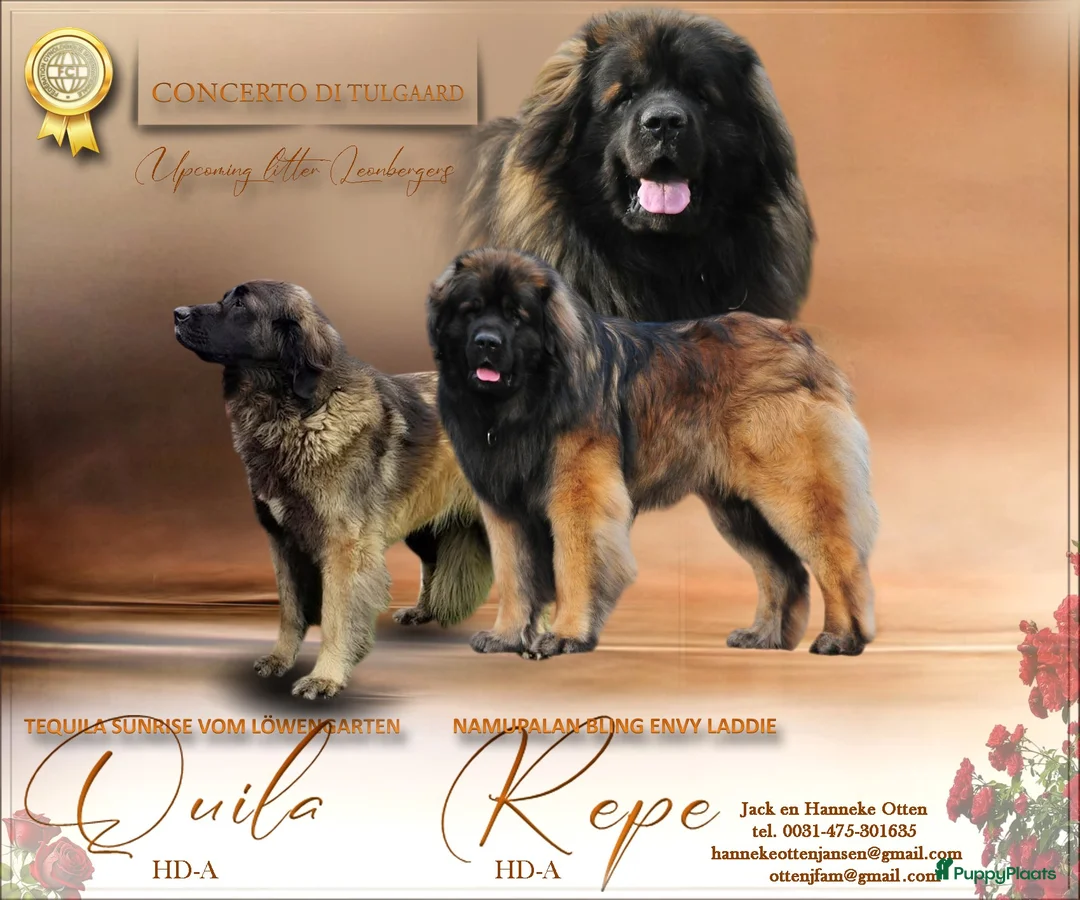 Leonberger honden te koop: Leonberger pups voor de echte liefhebber - Advertentie 2