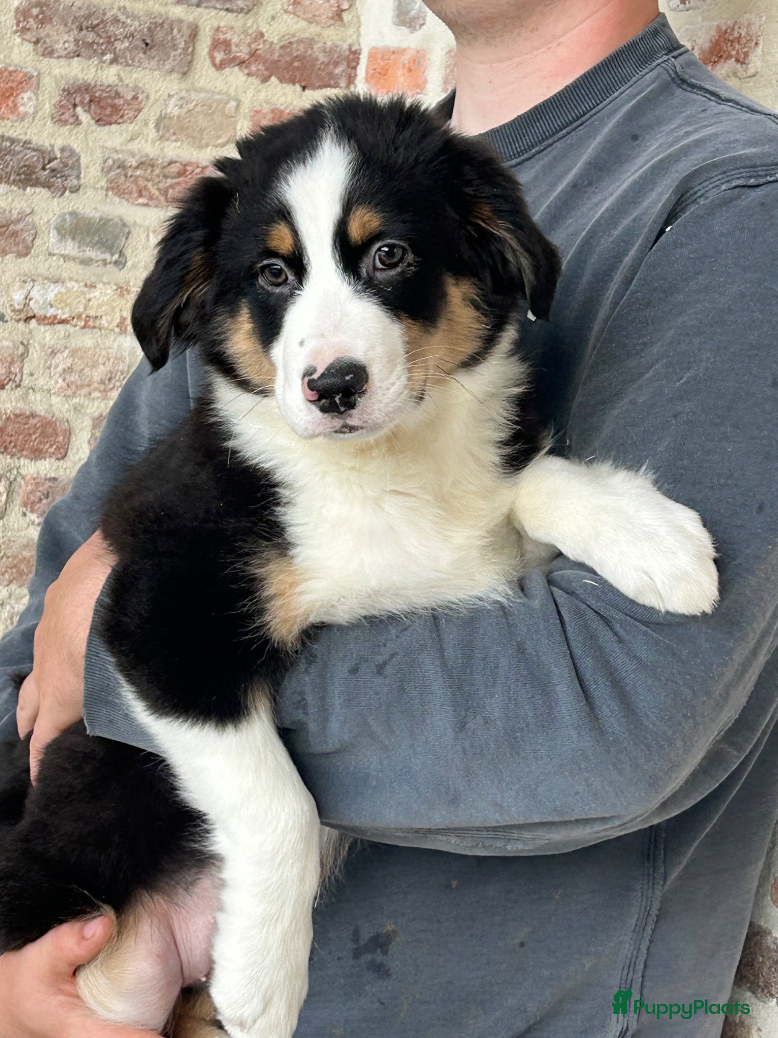 Miniature American Shepherd honden Miniature American shepherd reutjes - Advertentie 1
