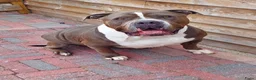 Amerikaanse Bully honden te koop: Amerikaanse bully xl  - Advertentie 1