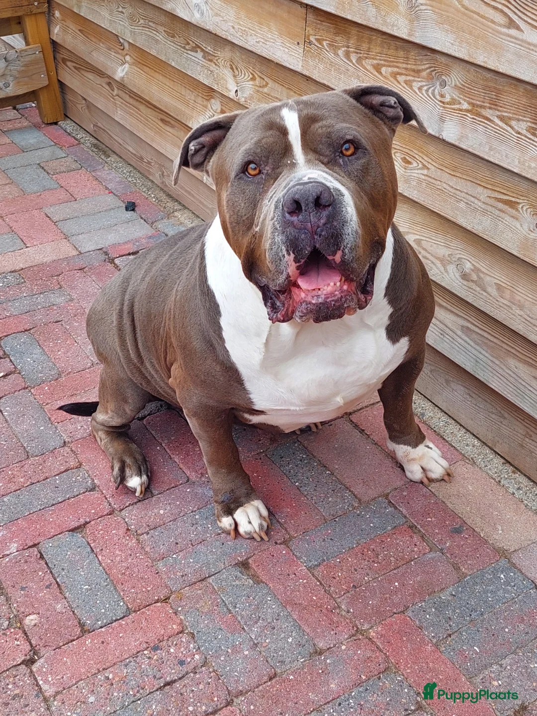 Amerikaanse Bully honden te koop: Amerikaanse bully xl  - Advertentie 1