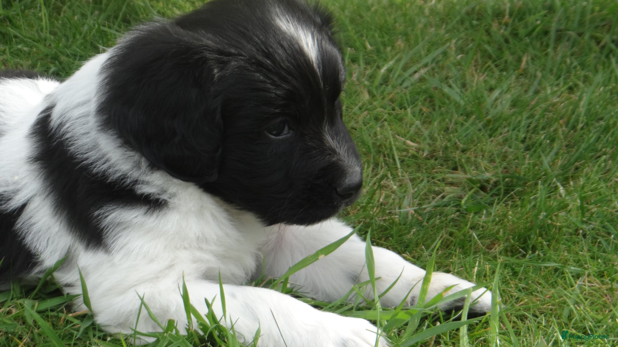 Friese Stabij honden Friese Stabij pups met FCI-stamboom🐾 - Advertentie 1