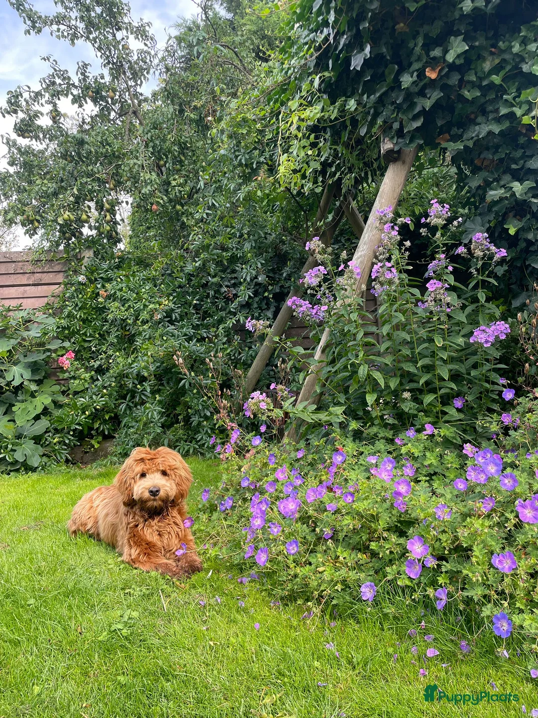 Australian Labradoodle honden te koop: Medium Australian Labradoodle pup nestaankondiging - Advertentie 23