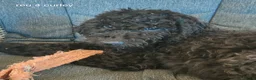 Labradoodle honden te koop: 3 prachtige zwarte f4 labradoodle pups - Advertentie 5