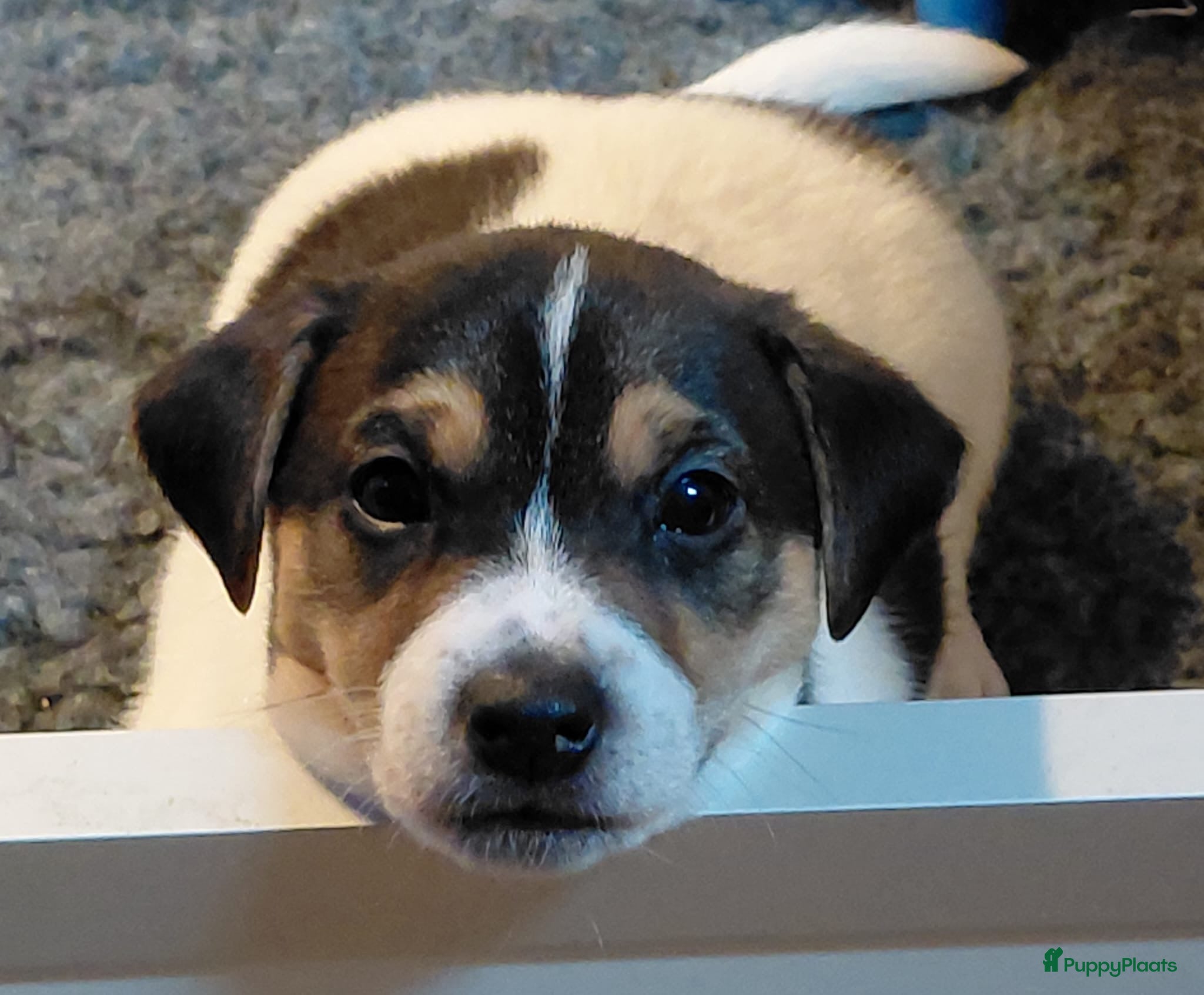 Jack Russel Terriër honden Jackrussel puppy’s  - Advertentie 1