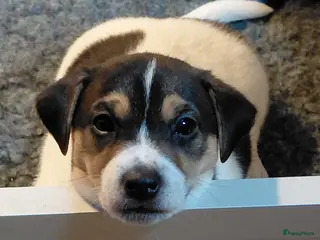 Jack Russel Terriër honden Jackrussel puppy’s - Advertentie 1