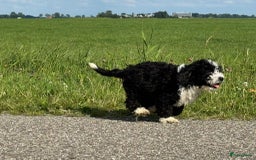 Spaanse Waterhond honden te koop: Spaanse Waterhond pups - Afbeelding 36