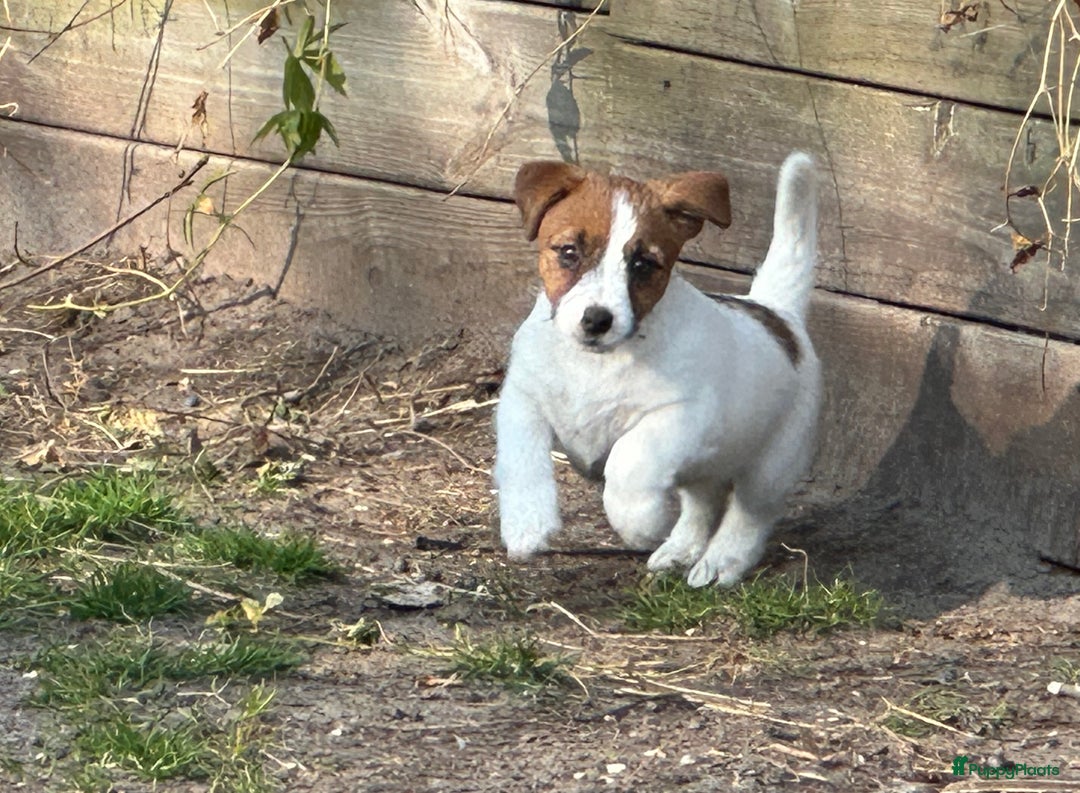 Jack Russel Terriër honden te koop: Mooi reutje van 7 maand  - Afbeelding 3