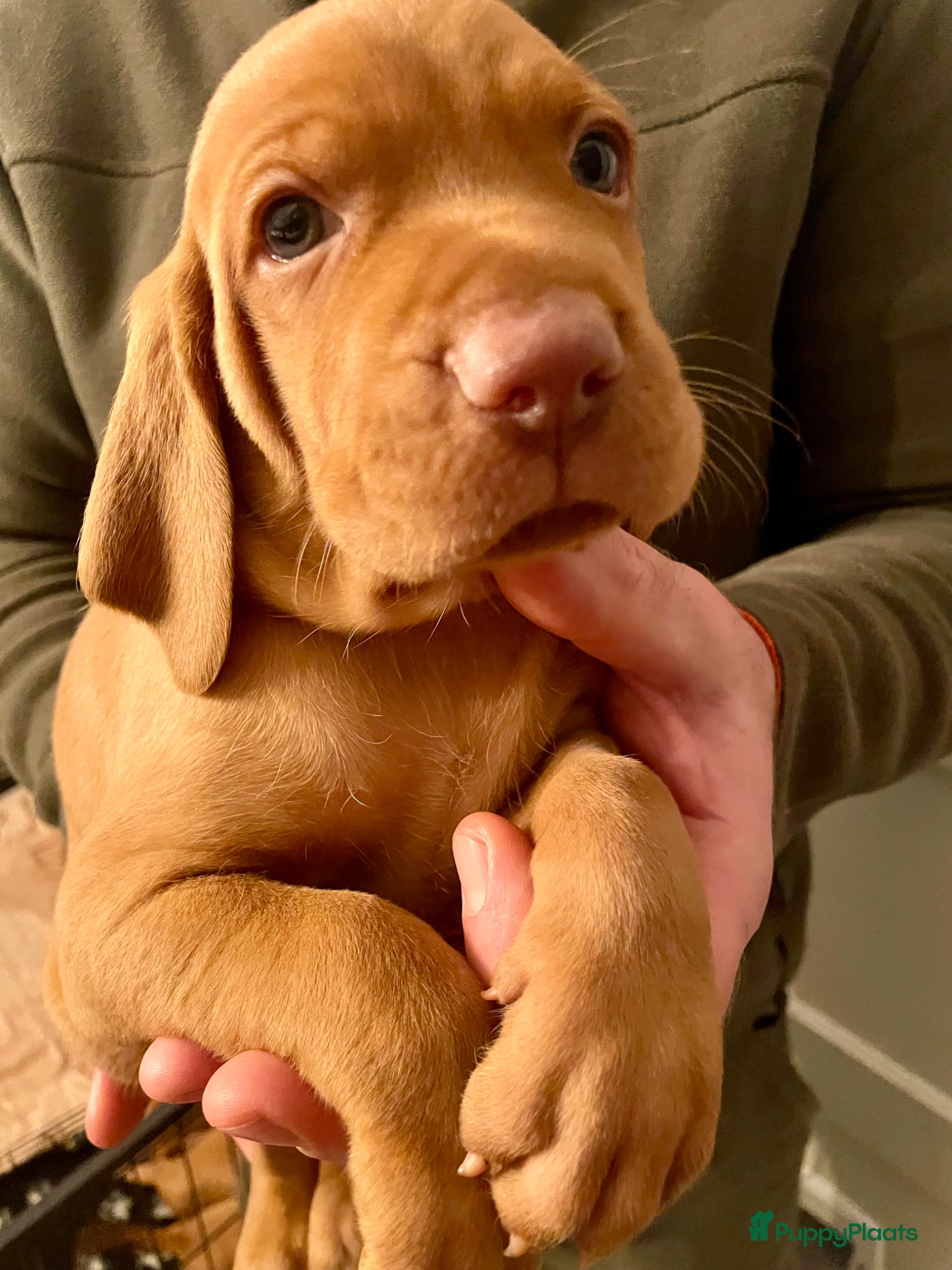 Vizsla korthaar honden Vizsla puppy’s - Advertentie 1