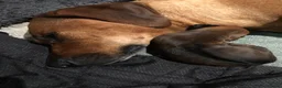 Rhodesian Ridgeback honden te koop: Rhodesian ridgeback pups verwacht eind juli in Eede - Advertentie 4