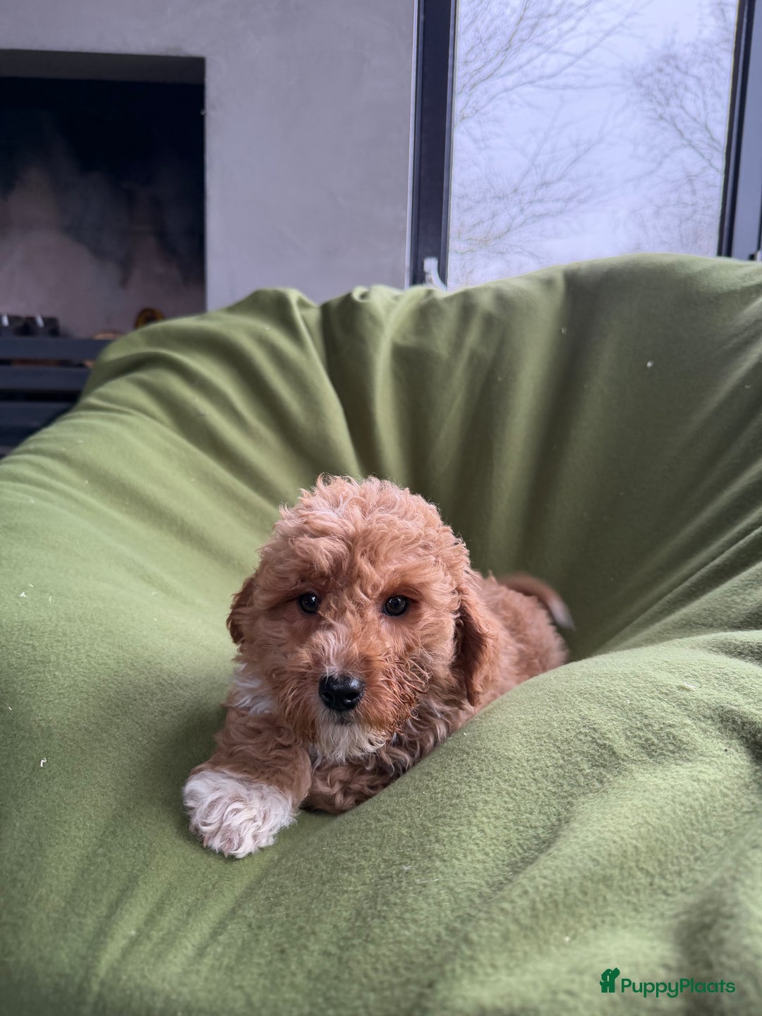 Labradoodle honden te koop: Mini Doodle (Dwergpoedel x Labradoodle) pups - Advertentie 21