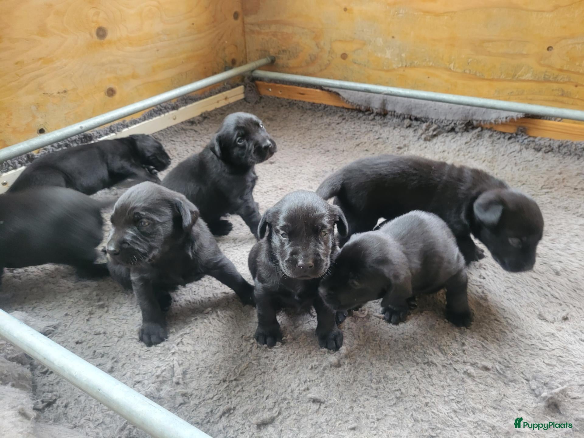 Labrador Retriever honden STAMBOOM ZWARTE FIELDTRIAL LABRADOR PUPS - Advertentie 2