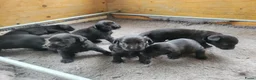 Labrador Retriever honden te koop: STAMBOOM ZWARTE FIELDTRIAL LABRADOR PUPS - Advertentie 2