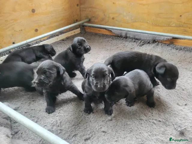 Labrador Retriever honden te koop: STAMBOOM ZWARTE FIELDTRIAL LABRADOR PUPS - Advertentie 2