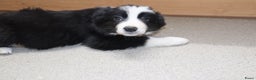 Border Collie honden te koop: Super Schattige border collie pups te koop - Advertentie 35