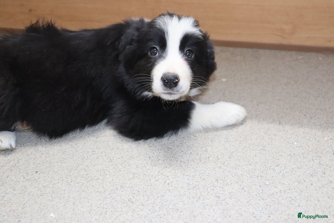 Border Collie honden te koop: Super Schattige border collie pups te koop - Advertentie 35