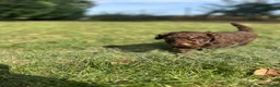 Australian Labradoodle honden te koop: Australian labradoodle puppy’s  - Advertentie 17